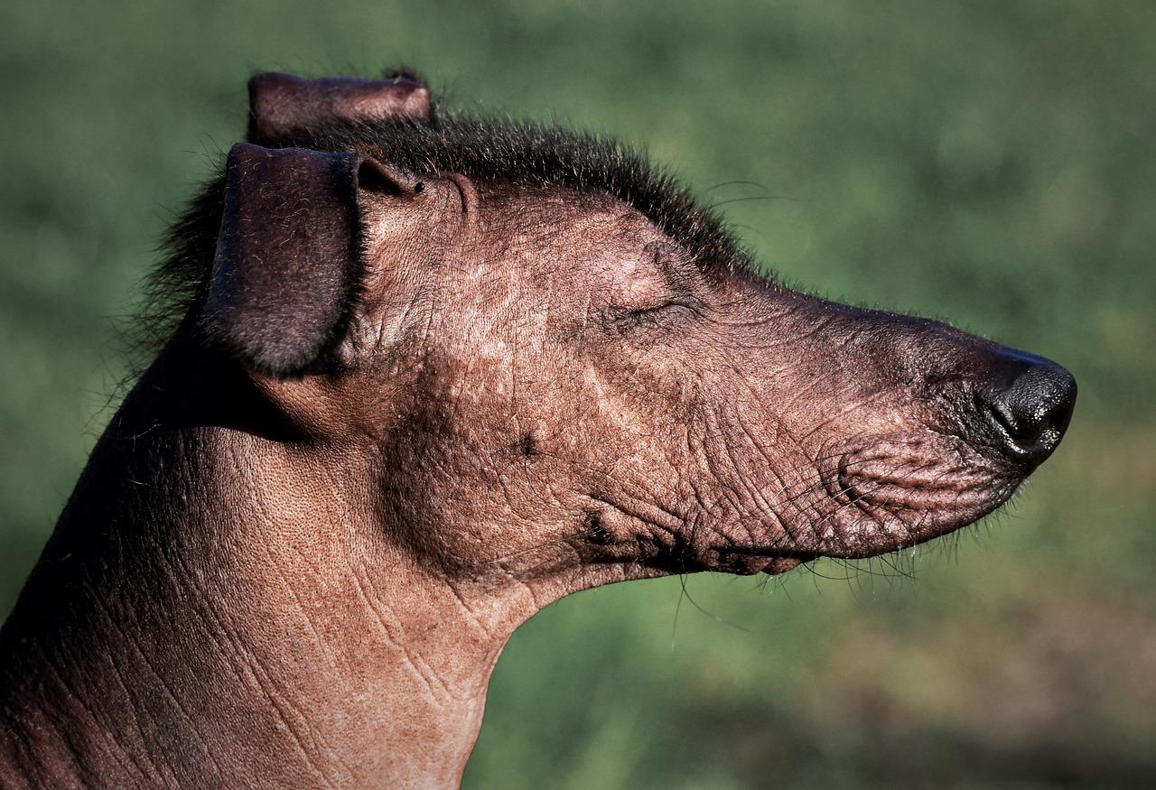 Xoloitzcuintli Temperament: Everything About This Breed