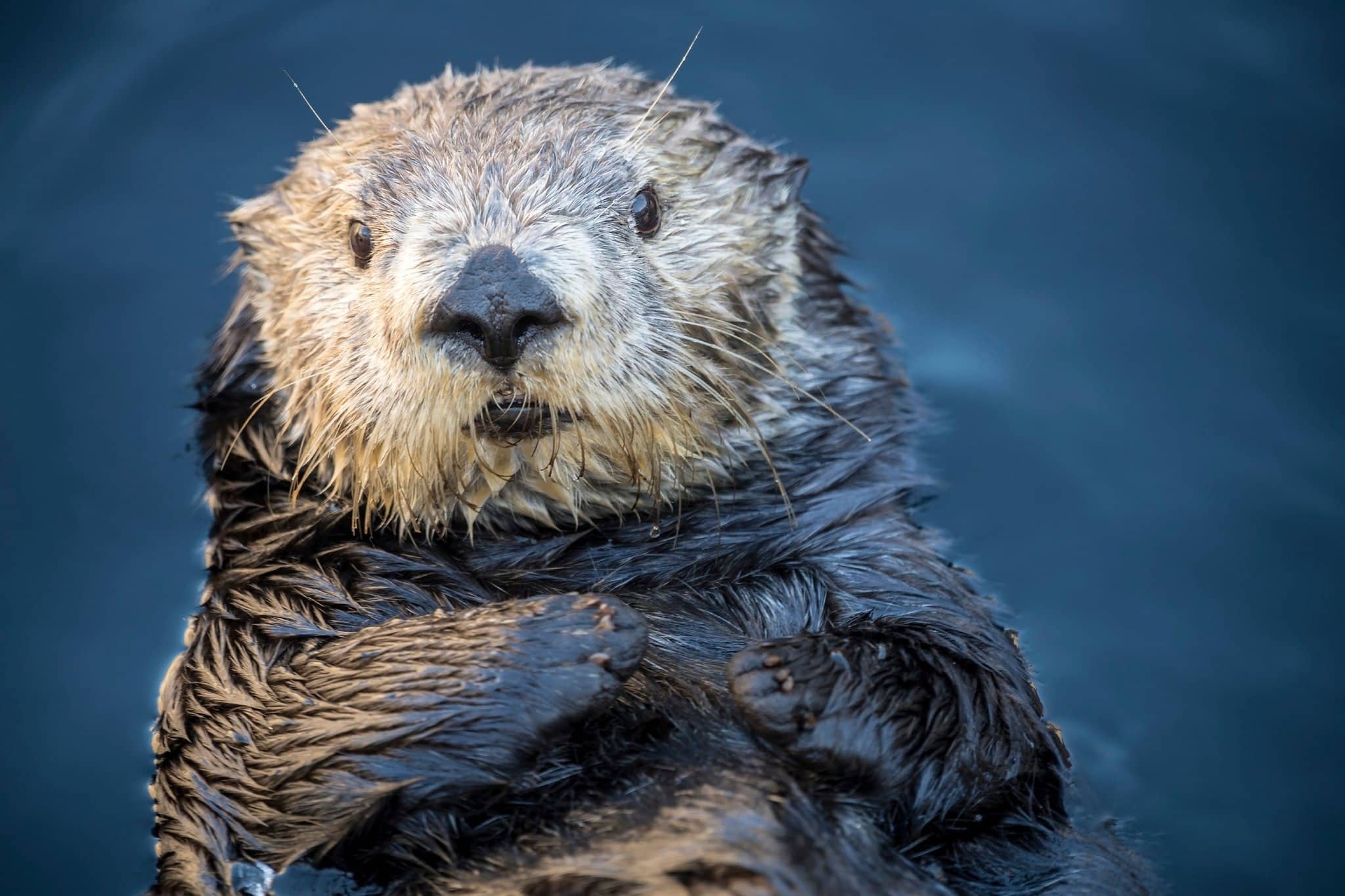can you own an otter in california