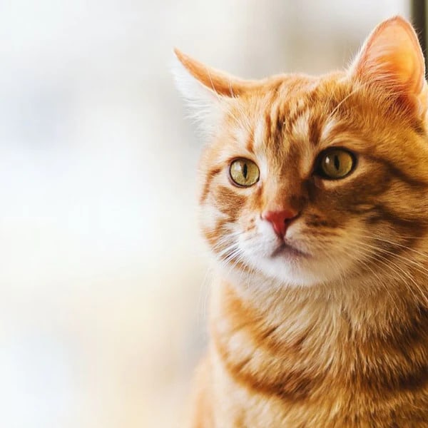 Cat Age Calculator: Know Your Cat Age in Human Years