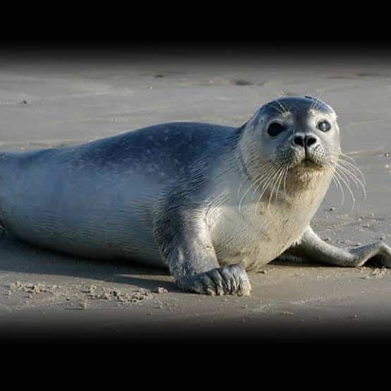 Clubbing Baby Seals: A Controversial and Cruel Practice