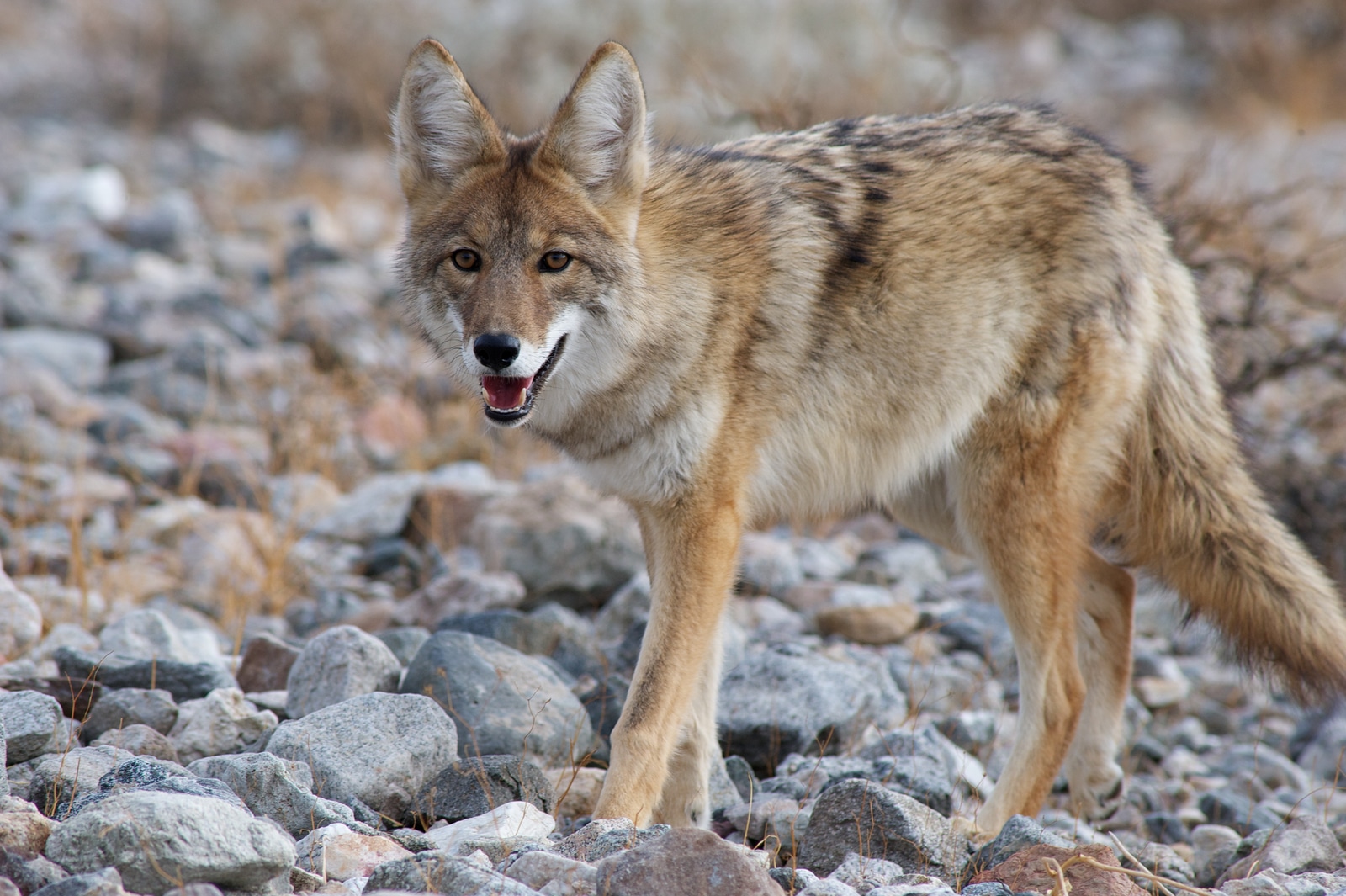 coyote lifespan