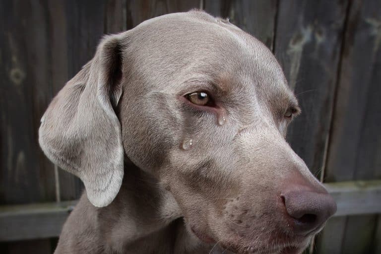 9 Reasons Behind Why is Your Dog Crying for No Reason