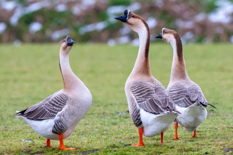 All About Geese: Know These Fascinating Birds