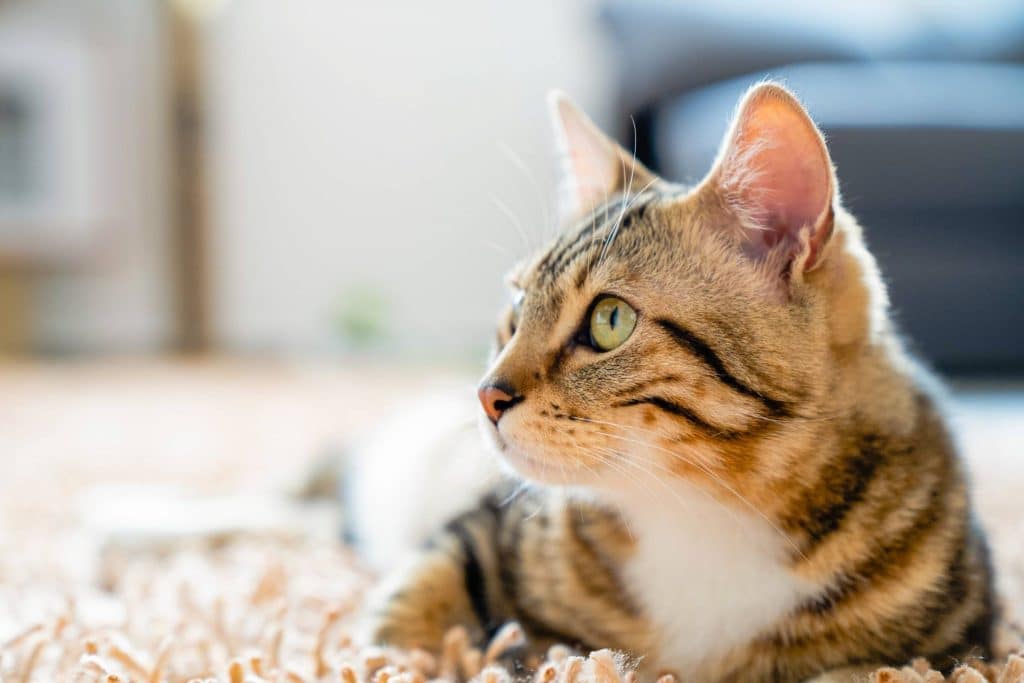 A closeup of a cute cat sitting on the carpet against a blurred background