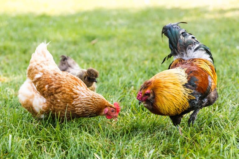 Counting Chickens: How Many Chickens are There in The World