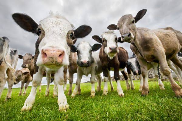 Shocking Facts: How Many Cows Are in The World