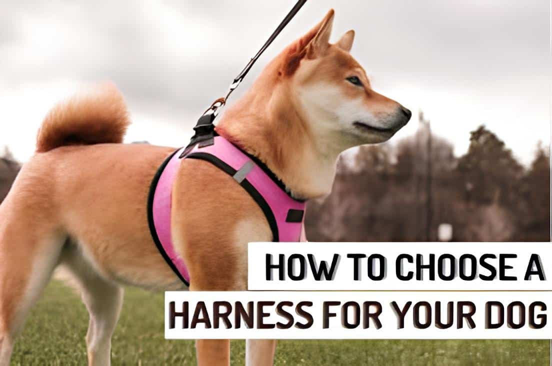 how to measure a dog for a harness