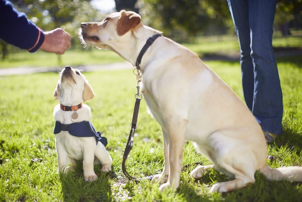 how to train a dog with a shock collar