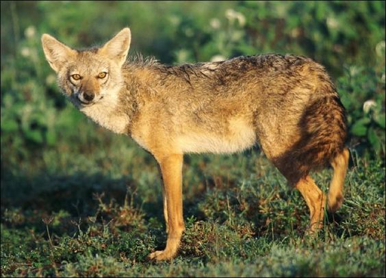 The Secret Lives of Jackals: Finding Out What They Do