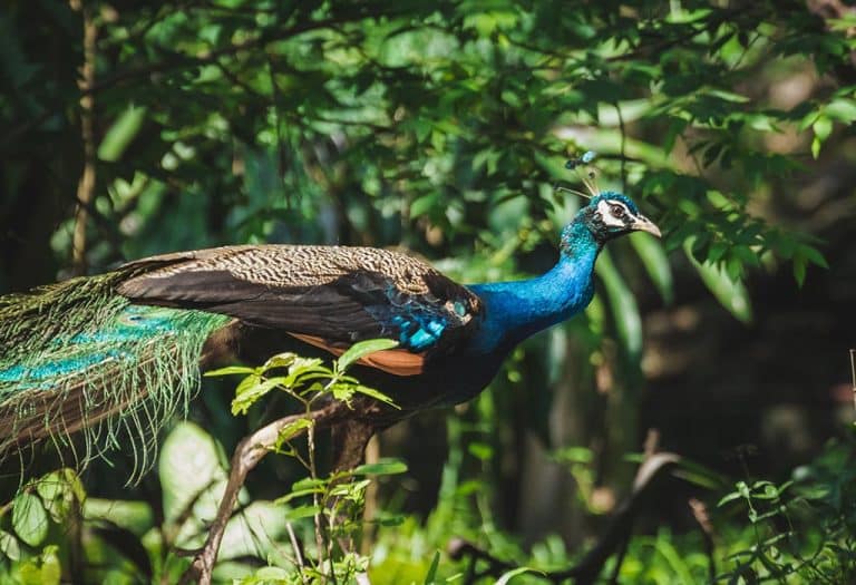 Interesting Facts and Information About Peacocks
