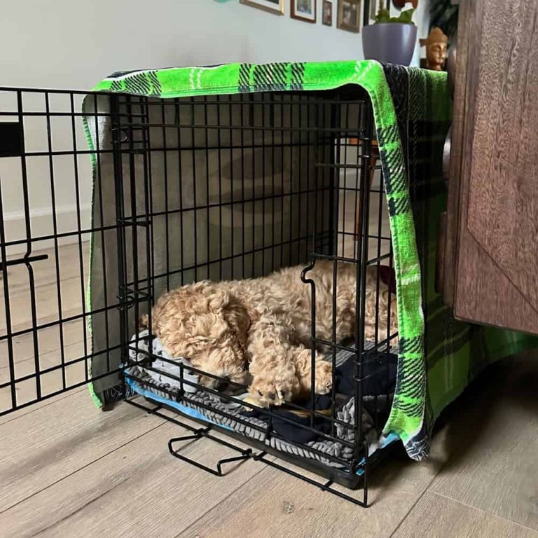 7 Simple Steps for Puppy Crate Training at Night