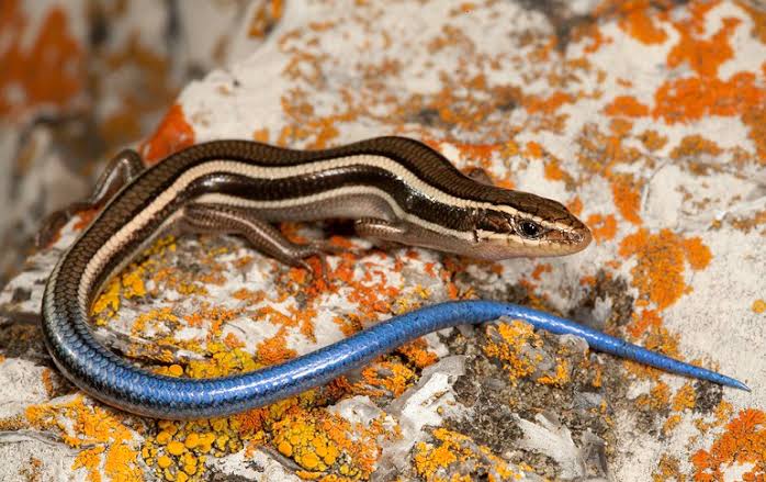 10 Interesting Facts About Skinks