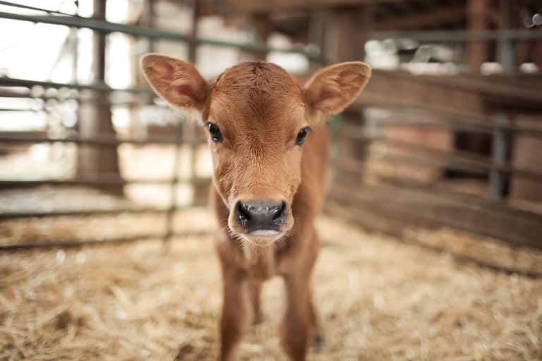 Beyond the Surface: Unmasking the Hidden Reality of Veal