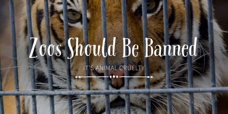 Why Are Zoos Bad for Animals: A Comprehensive Guide