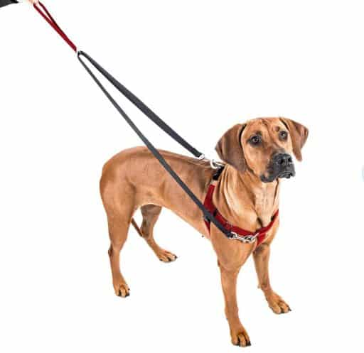 2 Hounds Design Dog Harness & Leash