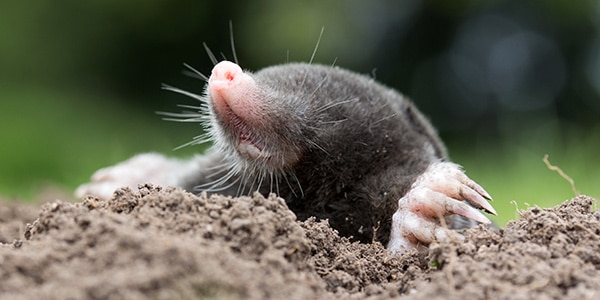 A Comprehensive Guide on Mole Animal, & Their Life History