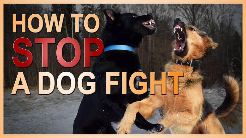 A Guide on How Can You Stop Fighting Dogs