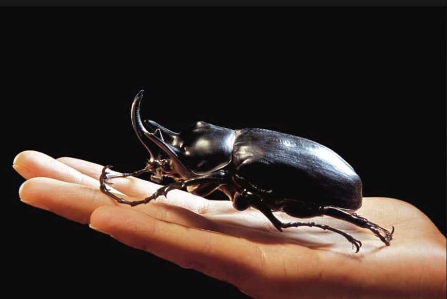 Actaeon Beetle