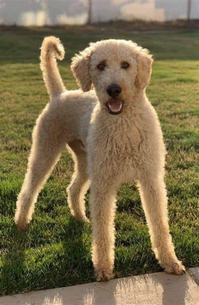 Adult Labradoodle