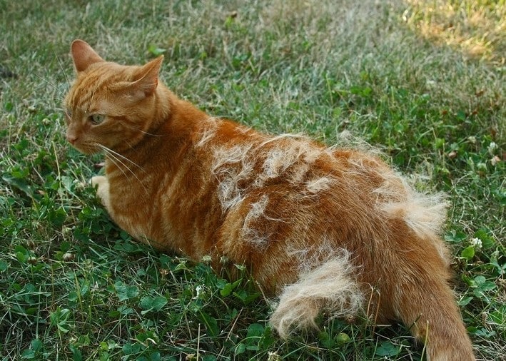 Advantages of Shaving a Cat