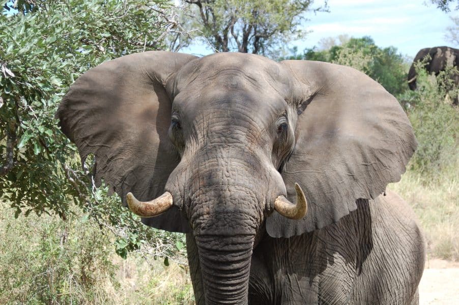 African Elephants