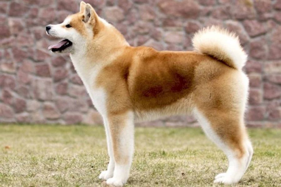 Akita Inu