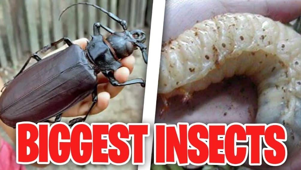 All You Need to Know About the Largest Insects in The World