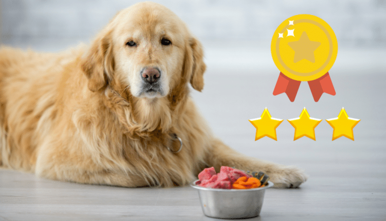 11 Amazing Soft Dog Food for Senior Dogs