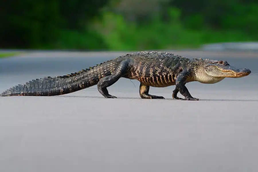 American Alligator