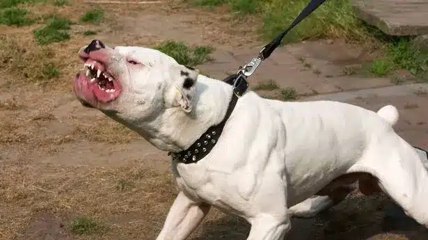 American Bulldog