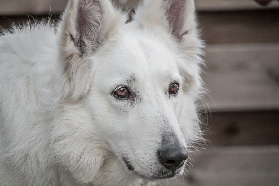 An Overview of White German Shepherd