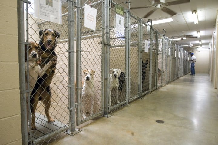 Animal Shelter Statistics