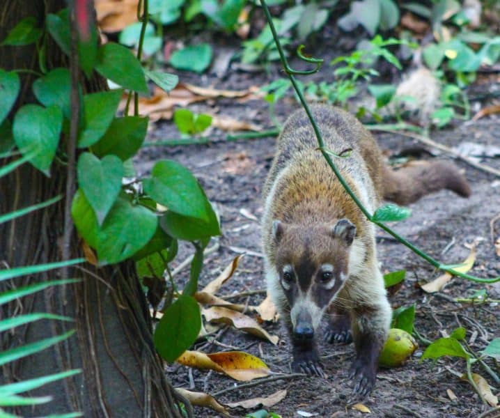 Appearance and Behavior of Coati Animal