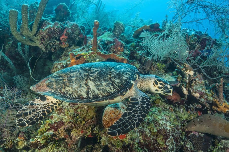 Aquatic Habitats and a Detailed Glance on Marine Life