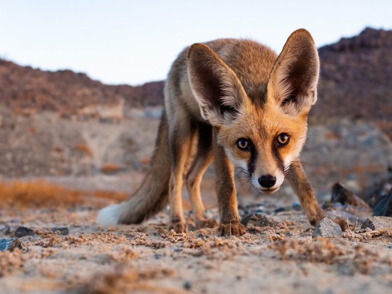 Arabian Red Fox