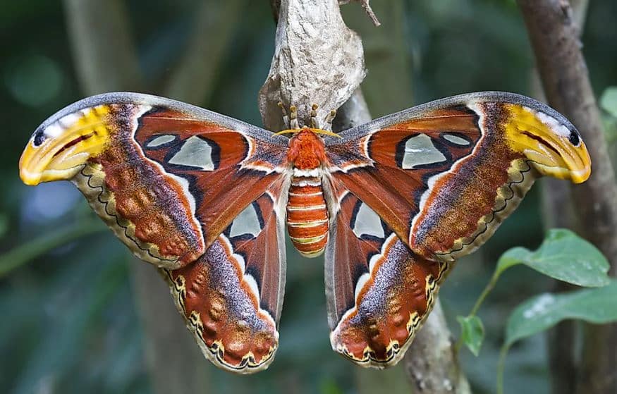 Atlas Moth