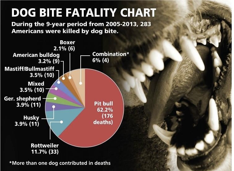 Pit Bull Attacks Statistics: Bite Count, Facts, and Deaths - Pet Abuse