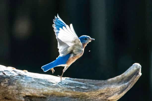 Baby-Birds-Learning-to-Fly