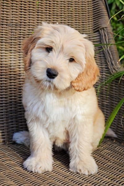 Baby Labradoodle