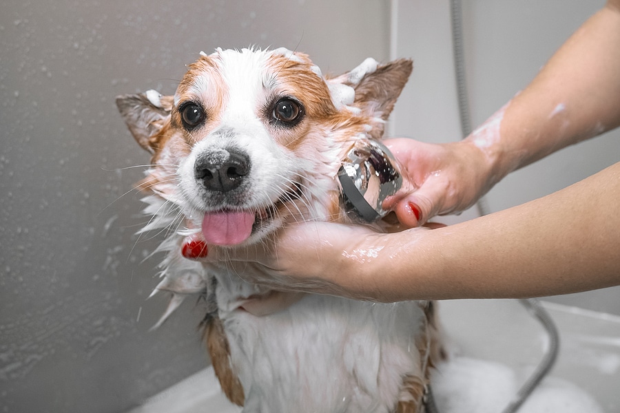 Bathe-Your-Furry-Friend