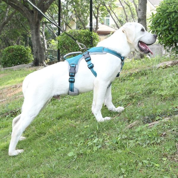 Belpro Support Harness