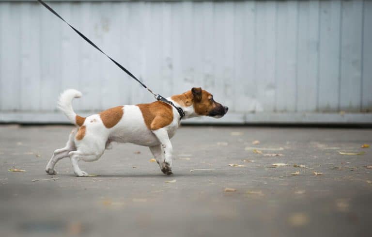 18 Best Dog Leash for Training Your Dog