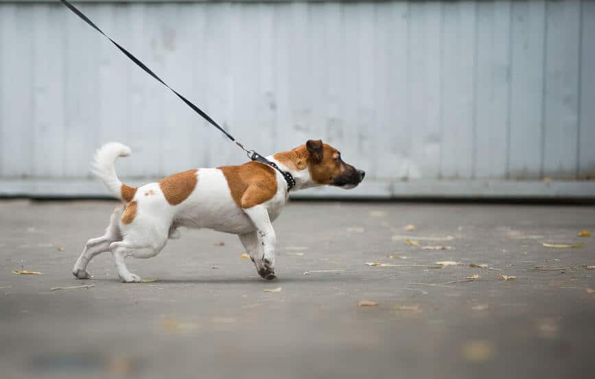 Best Dog Leash for Training Your Dog