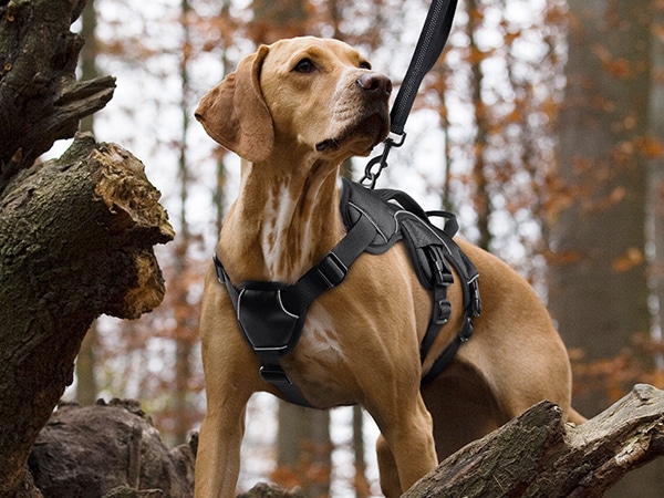 Best Escape Proof Dog Harness to Keep Your Dog Safe