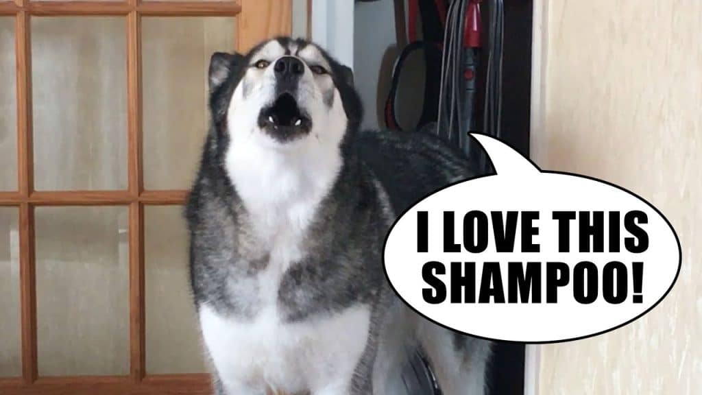 Best Shampoos for Husky: A Comprehensive Guide