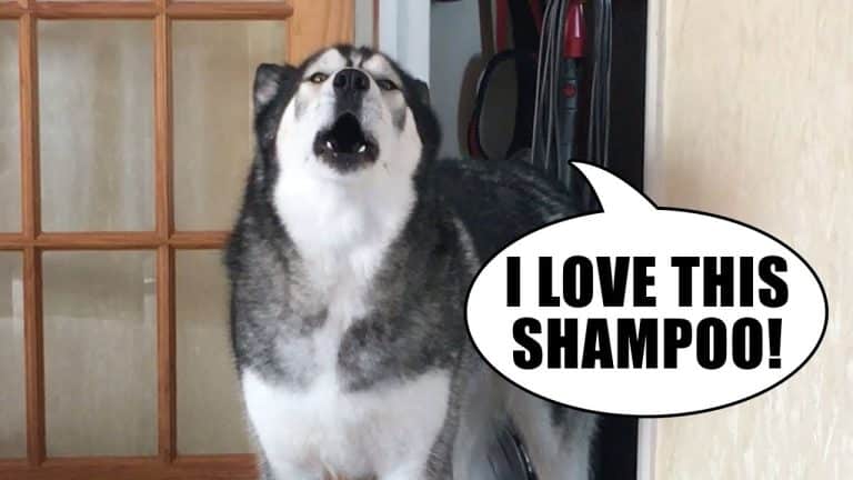 15 Best Shampoos for Husky: A Comprehensive Guide