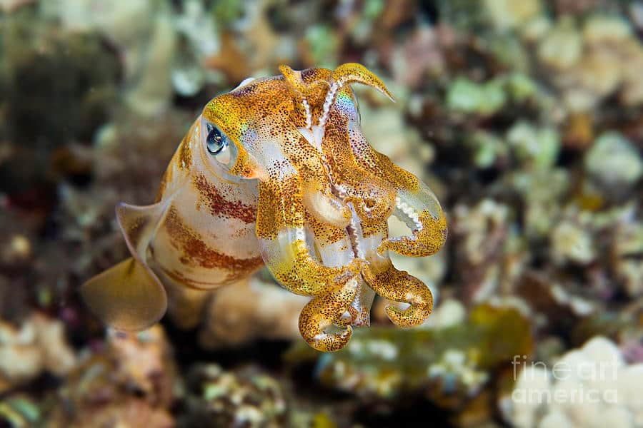 Bigfin Reef Squid