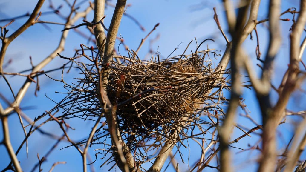 Bird Nesting Everything About How Birds Build Thier Nests