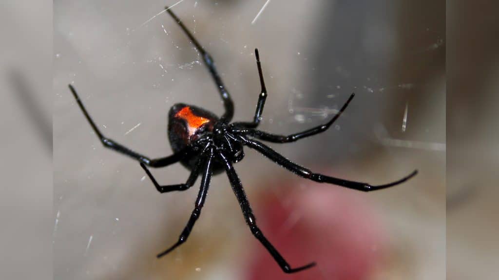 Black Widow Spider