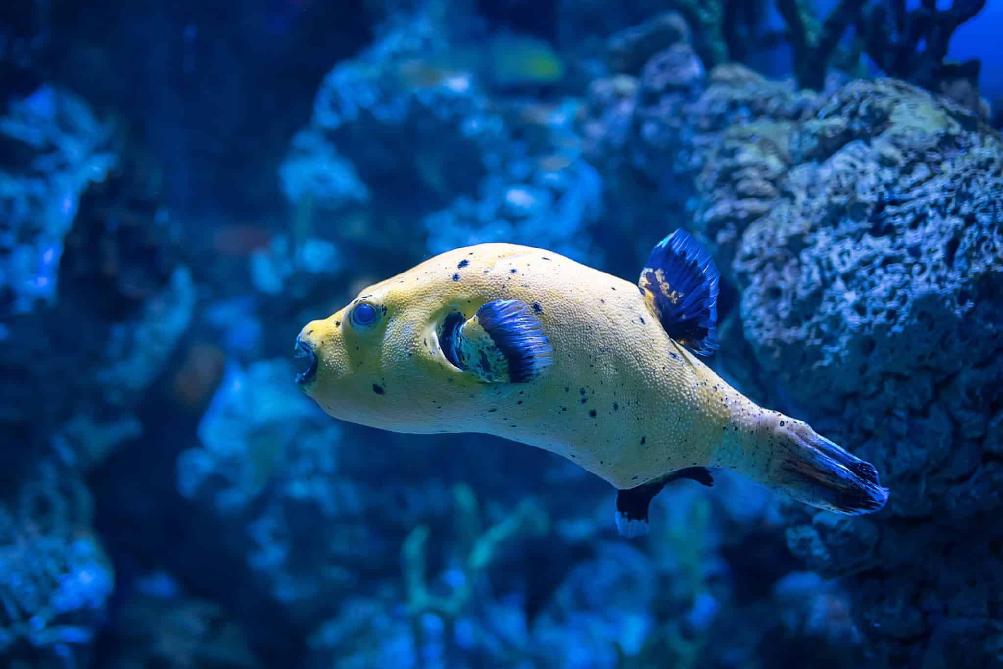 Blackspotted Pufferfish